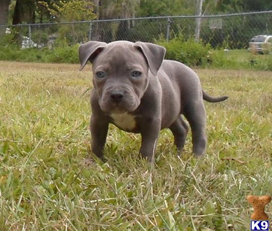 a american pit bull puppy standing in grass
