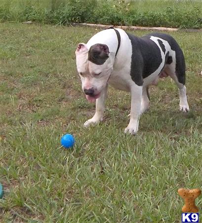 a american pit bull dog with a ball in its mouth
