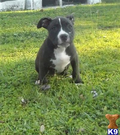 a american pit bull dog sitting in the grass