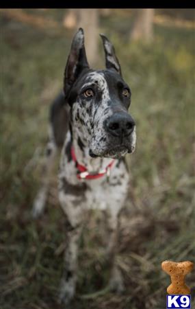 a great dane dog standing in a field