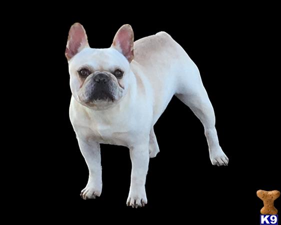 a french bulldog dog standing on its hind legs