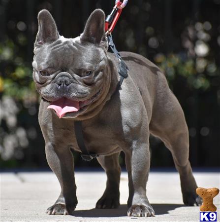 a french bulldog dog on a leash