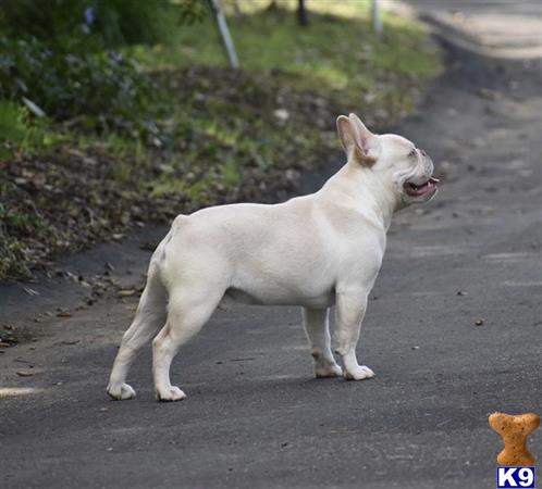 a white french bulldog dog with its mouth open