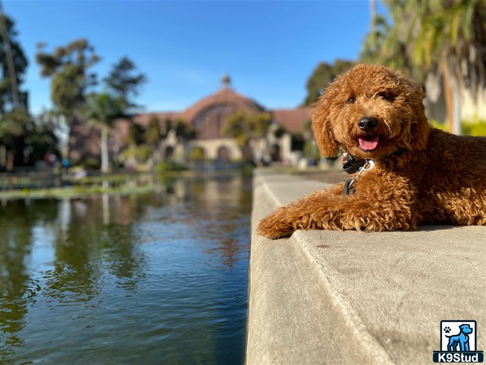 a goldendoodles dog sitting on a ledge next to a body of water