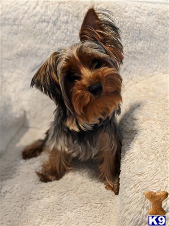 a yorkshire terrier dog sitting on the floor