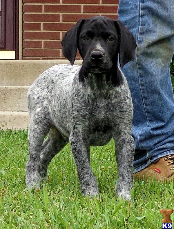 Black German Pointer Puppy Twoj Doktor