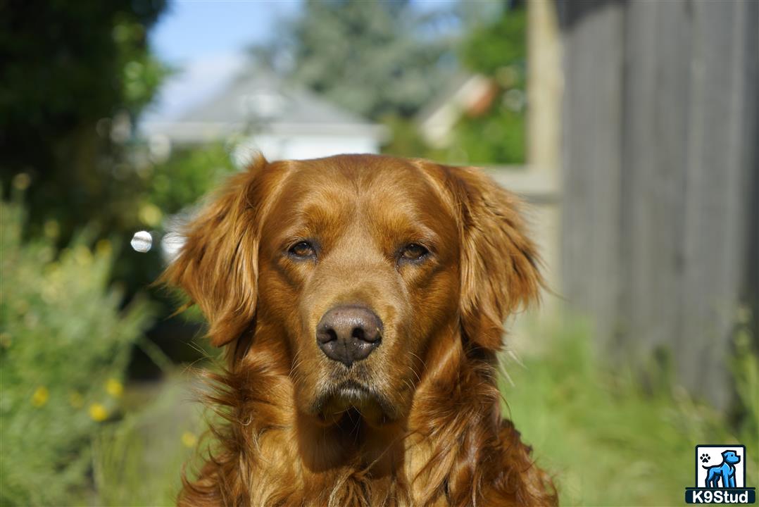 a golden retriever dog looking at the camera