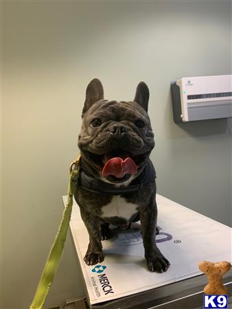 a french bulldog dog wearing a garment