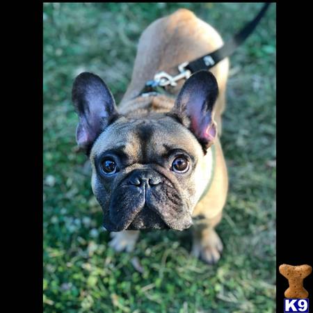 a french bulldog dog on a leash