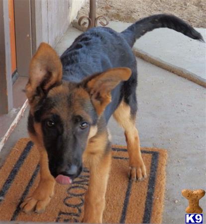 a german shepherd dog with a blue cape