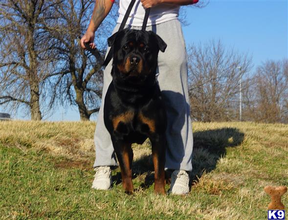 a rottweiler dog wearing a suit