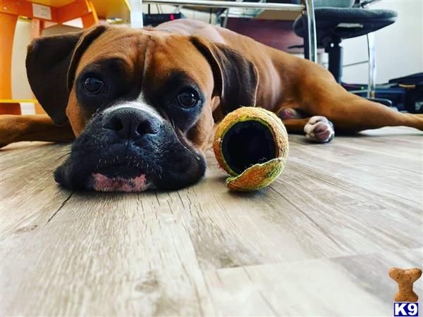 a boxer dog lying on the floor with a toy on its head
