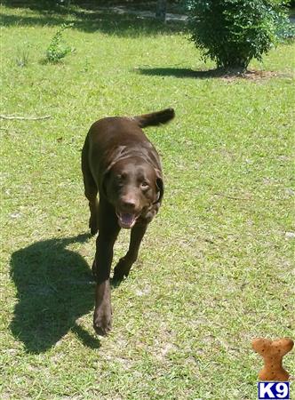 a labrador retriever dog running on grass