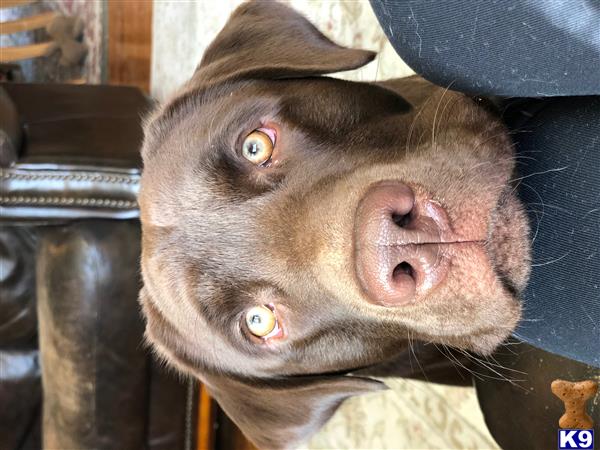 a labrador retriever dog wearing a hat