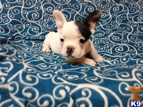a small white and brown french bulldog dog