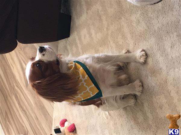 a cavalier king charles spaniel dog wearing a scarf