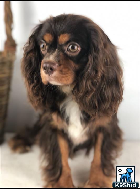 a cavalier king charles spaniel dog with a white and brown face