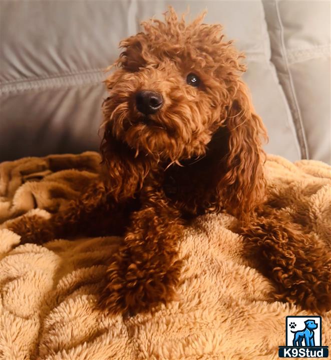 a poodle dog lying on a couch