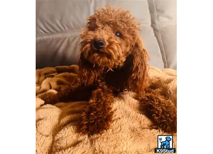 a poodle dog lying on a couch