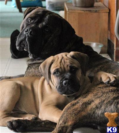 a couple of bullmastiff dogs lying on a bed