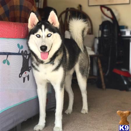 a siberian husky dog standing on a carpet