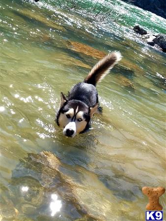 a siberian husky dog in the water