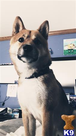 a shiba inu dog sitting on a couch