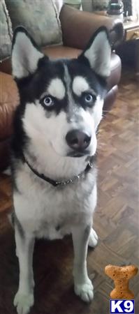 a siberian husky dog sitting on a couch