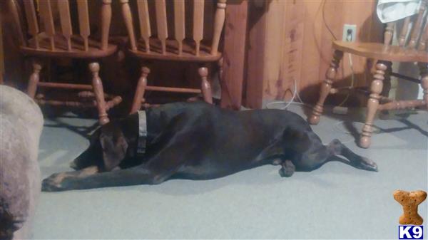 a black doberman pinscher dog lying on a blue mat in a wooden room