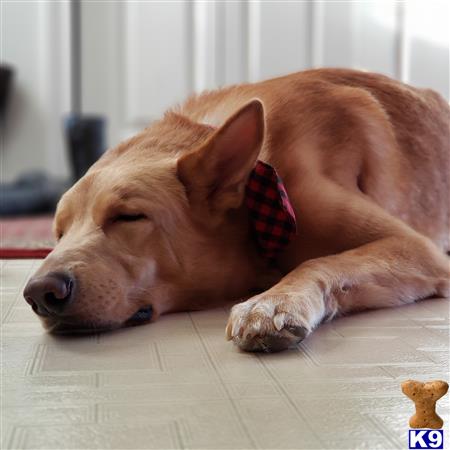 a german shepherd dog lying on the floor