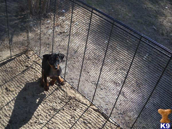 Miniature Pinscher Puppy for Sale: TX Peanuts 9 Years old