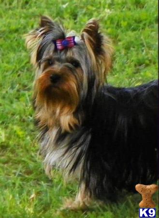 a yorkshire terrier dog with a flower in its hair