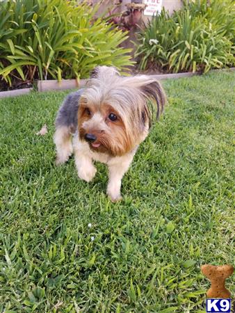 a yorkshire terrier dog standing in the grass