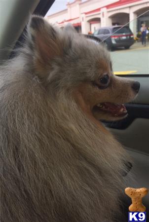 a pomeranian dog with its mouth open