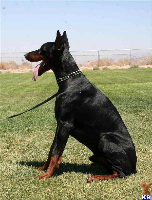 Doberman Pinscher Dog for Sale: Mars- Imported from Serbia Out of Maxim ...