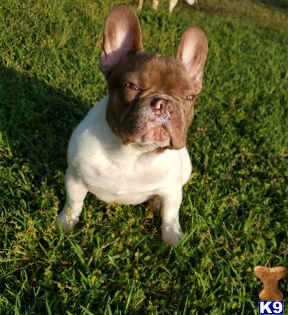 a french bulldog dog sitting in the grass