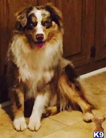 a australian shepherd dog sitting on the floor