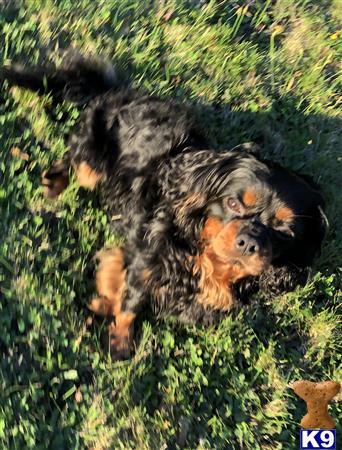 a black cavalier king charles spaniel dog in the grass