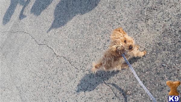 a poodle dog on a leash on a sidewalk