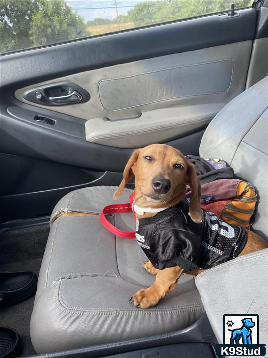 a dachshund dog in a car