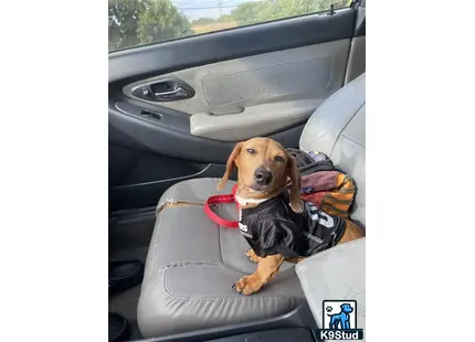 a dachshund dog in a car