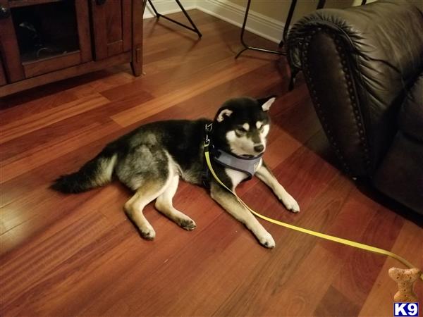 two shiba inu dogs lying on a wood floor