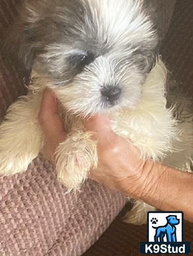 a person holding a maltese dog