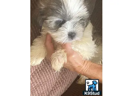 a person holding a maltese dog