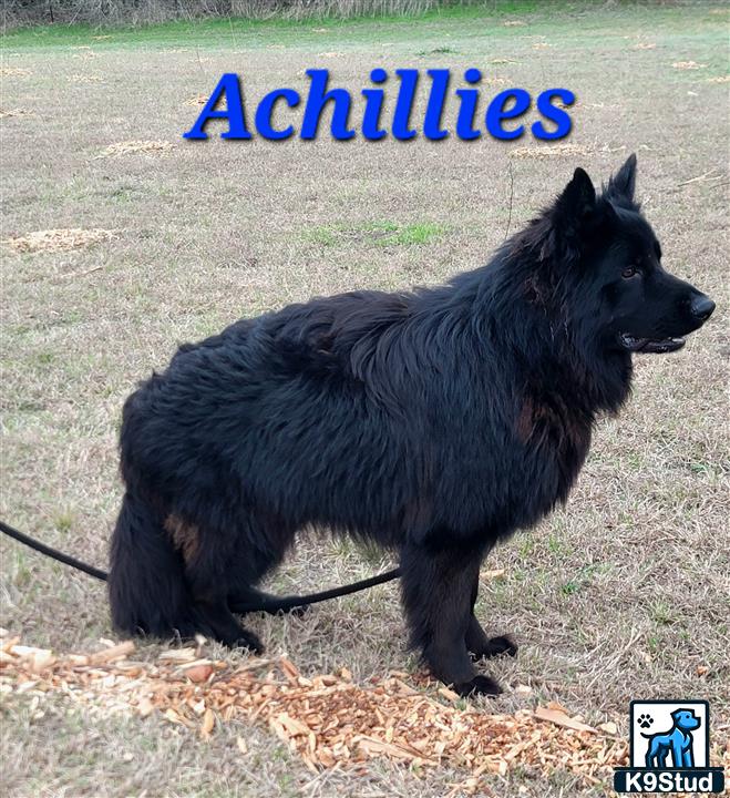 a black german shepherd dog standing on leaves