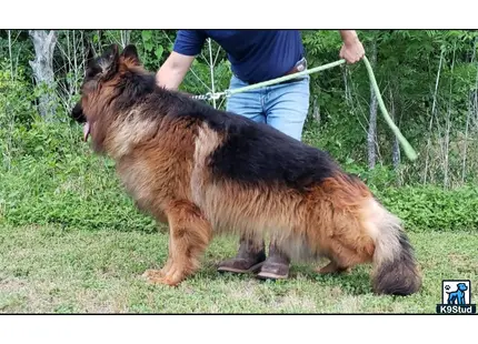 a german shepherd dog being walked by a person