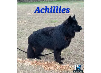 a black german shepherd dog standing on leaves