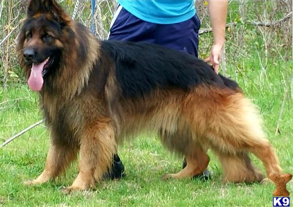 a german shepherd dog standing on grass