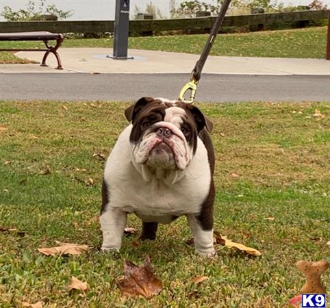 a english bulldog dog on a leash