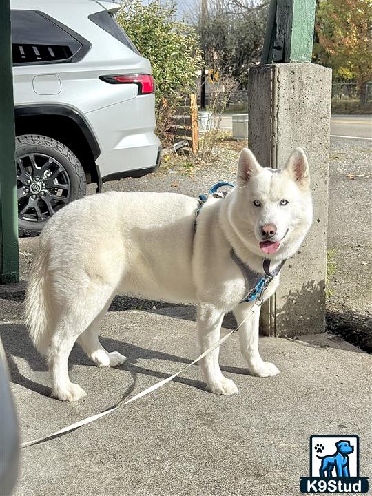 a white siberian husky dog standing on a street